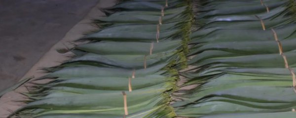 新鲜粽叶怎么保存邮寄