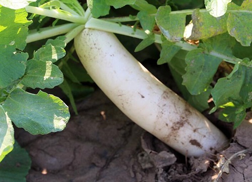 春季三月份适合种什么蔬菜瓜果