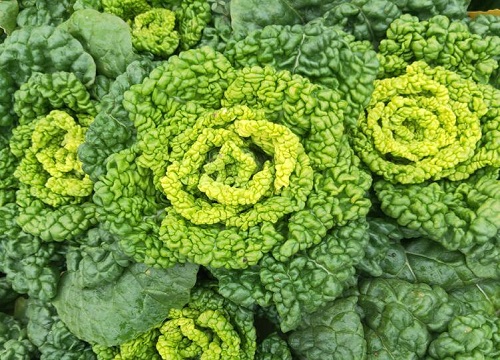 春季三月份适合种什么蔬菜瓜果