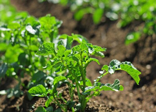 春季三月份适合种什么蔬菜瓜果