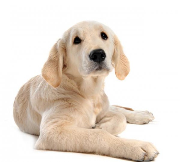 世界上最聪明的狗