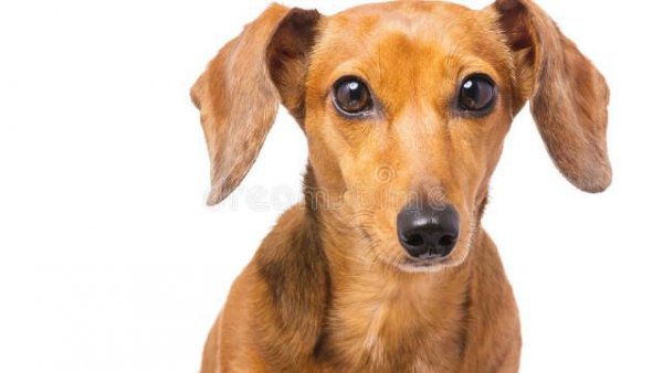 世界上最聪明的狗