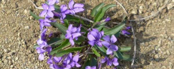 地丁有什么功效