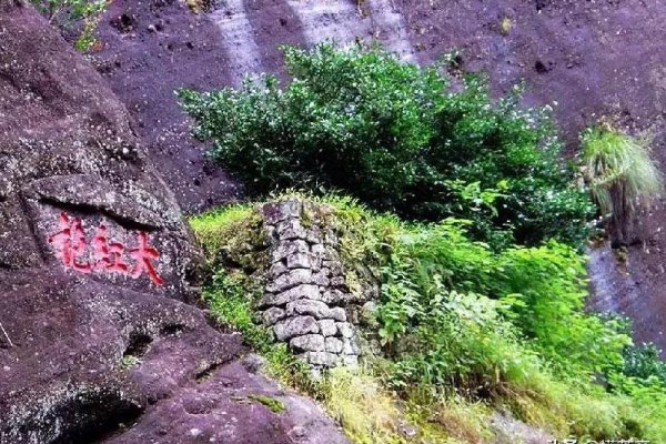 马头岩肉桂属于什么茶
