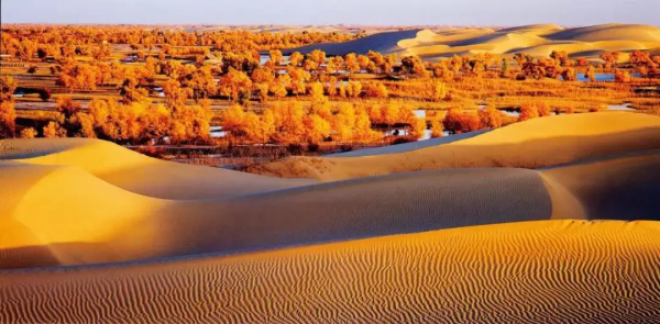 猴面包树为什么叫猴面包树