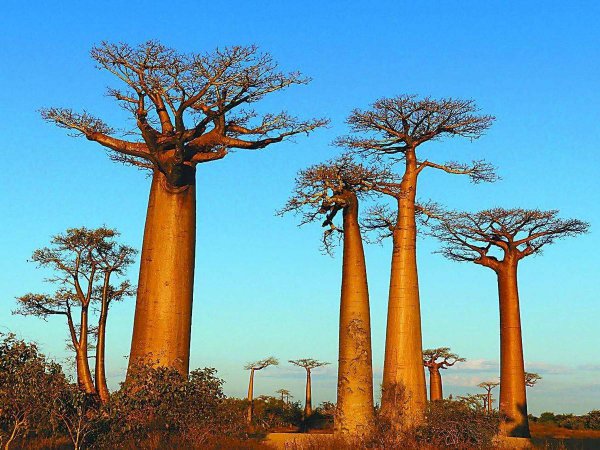 猴面包树为什么叫猴面包树