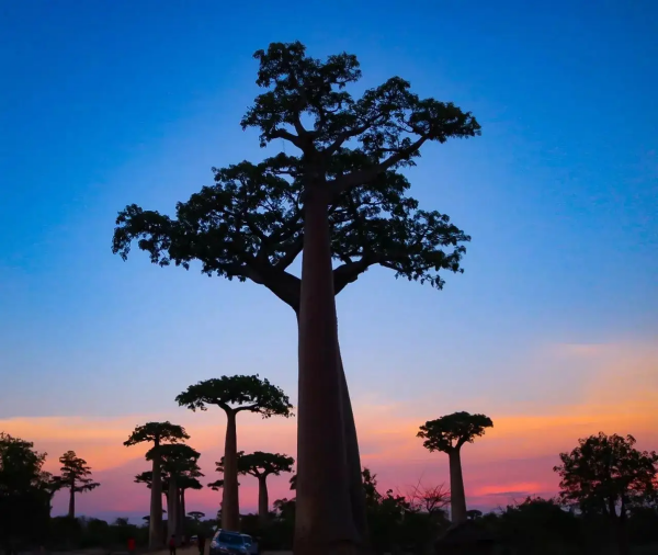 猴面包树为什么叫猴面包树