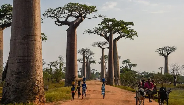 猴面包树为什么叫猴面包树