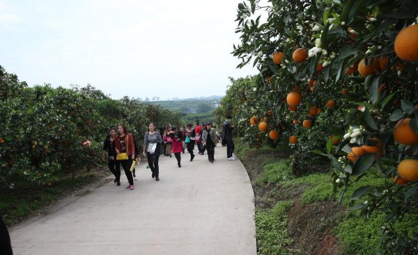 眉山属于成都市的吗