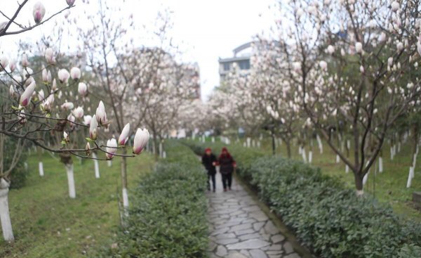 眉山属于成都市的吗