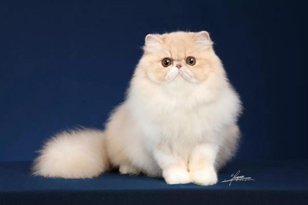 十大最温顺的猫排名榜