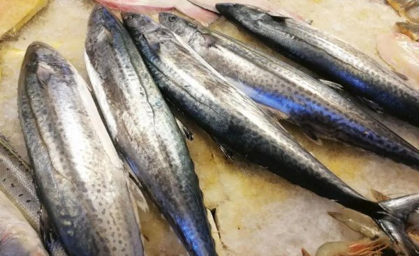 鲅鱼是深海鱼还是浅海鱼