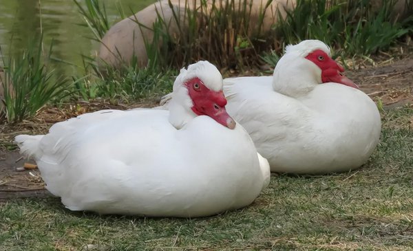 黄石特产有哪些土特产