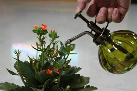 茶水可以浇花吗