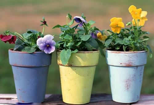 茶水可以浇花吗