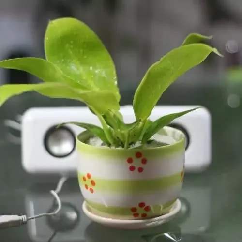 茶水可以浇花吗