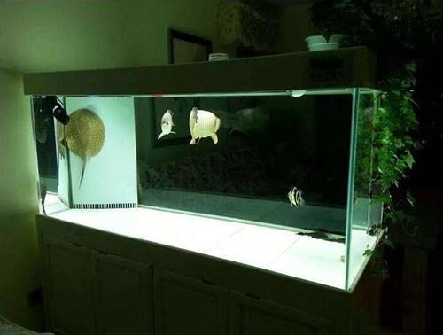 鱼缸养水需要几天