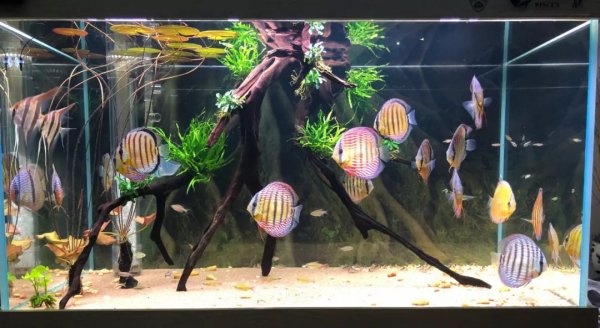 鱼缸养水需要几天