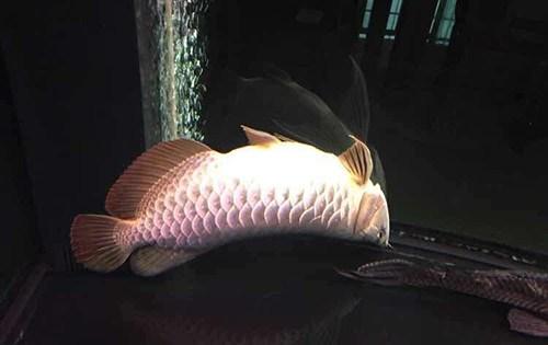 鱼缸养水需要几天