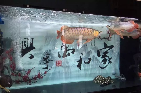 鱼缸养水需要几天