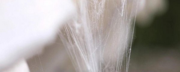 怎么鉴别桑蚕丝