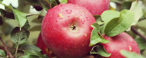 虾能不能和苹果一起吃