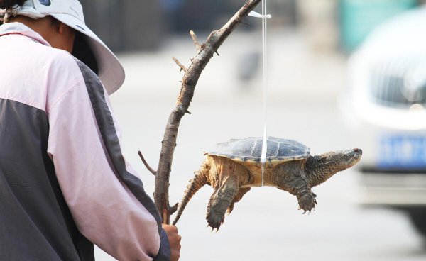 打龟是什么意思理解