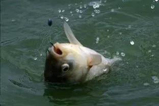 新手野钓入门十大基础技巧