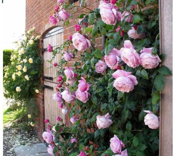 自由精神月季优缺点