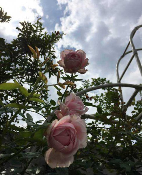 自由精神月季优缺点