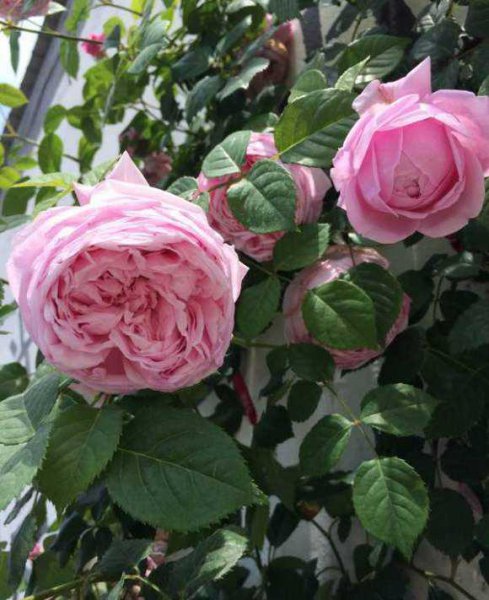 自由精神月季优缺点