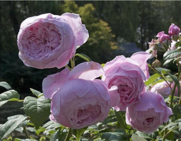 自由精神月季优缺点