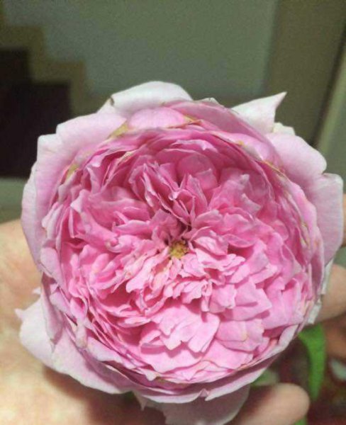 自由精神月季优缺点