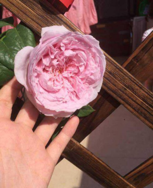 自由精神月季优缺点