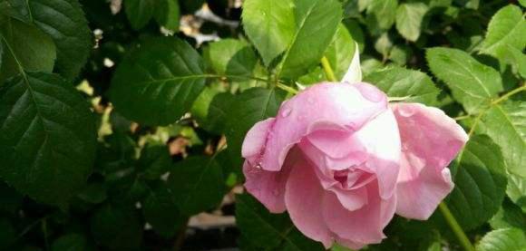 自由精神月季优缺点