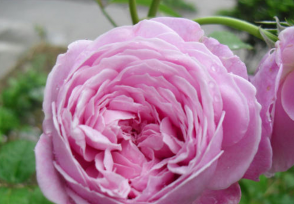 自由精神月季优缺点