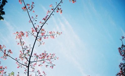 蓝颜知己是什么意思 男人对女人说蓝颜知己是什么含义