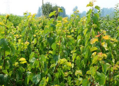 杏树种植中常见病害 杏树病虫害防治技术与方法措施