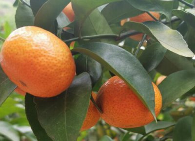 沙糖桔产地在什么地方 沙糖桔哪里产的最正宗