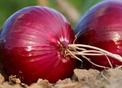 全国洋葱价格开始上涨原因 今年全国洋葱最新价格与行情