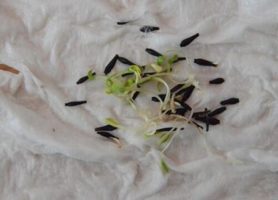 大丽菊播种适合时间 大丽菊什么时候播种好