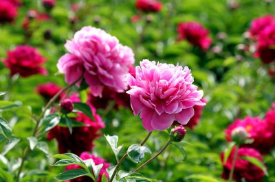 芍药不开花是什么原因造成的 找对原因来解决不开花问题