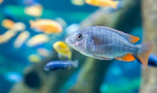 冬天室内怎么养好金鱼 冬天室内应该怎么养好金鱼