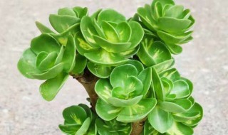 金钱木可以放卧室吗 金钱木能放在卧室养吗