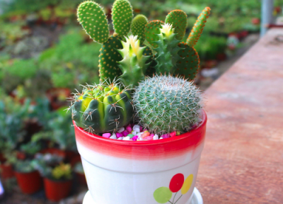 仙人掌零下多少度不会死 仙人掌存活的最低温度