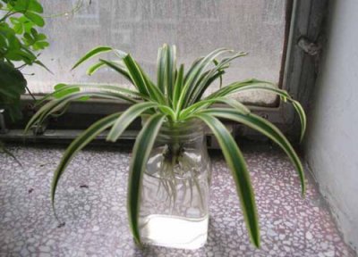 金边吊兰上的小吊兰怎么水培 水培金边吊兰怎么养长得好更旺盛