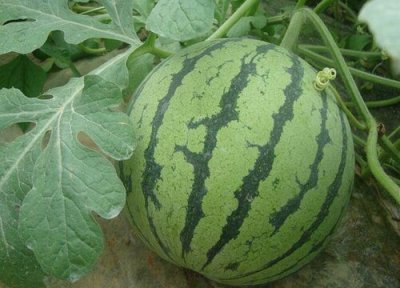 西瓜有公母之分吗 怎么区分