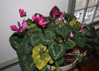 仙客来的叶子为什么会变黄 家里的仙客来叶片发黄是哪些原因引起的