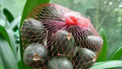 君子兰种子多长时间才能发芽出苗 君子兰种子种植方法