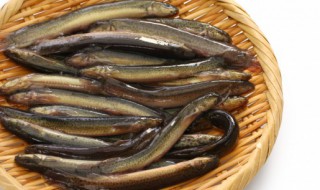 怎样挑选优质泥鳅鱼 如何挑选购买泥鳅鱼